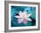 Blooming Lotus Flower-kenny001-Framed Photographic Print