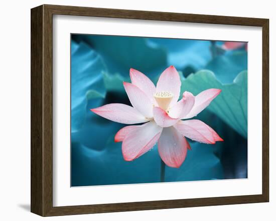 Blooming Lotus Flower-kenny001-Framed Photographic Print