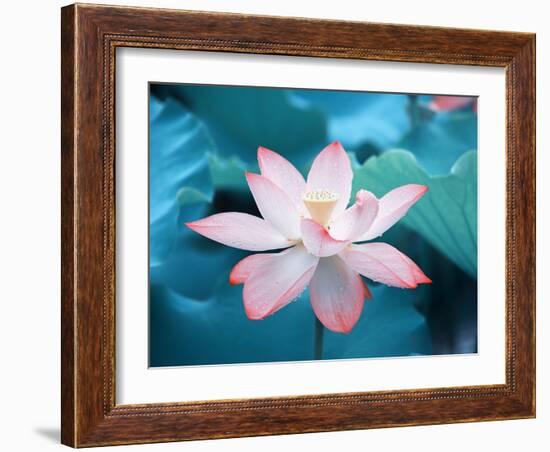 Blooming Lotus Flower-kenny001-Framed Photographic Print