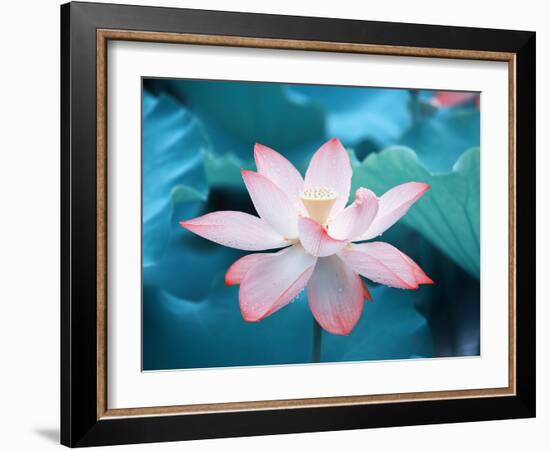 Blooming Lotus Flower-kenny001-Framed Photographic Print