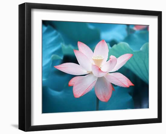 Blooming Lotus Flower-kenny001-Framed Photographic Print