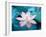 Blooming Lotus Flower-kenny001-Framed Photographic Print