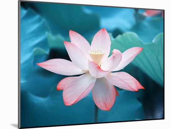 Blooming Lotus Flower-kenny001-Mounted Photographic Print