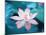 Blooming Lotus Flower-kenny001-Mounted Photographic Print