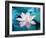 Blooming Lotus Flower-kenny001-Framed Photographic Print