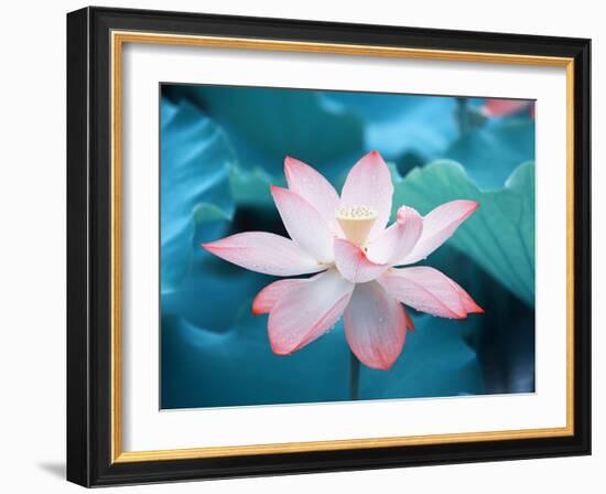 Blooming Lotus Flower-kenny001-Framed Photographic Print