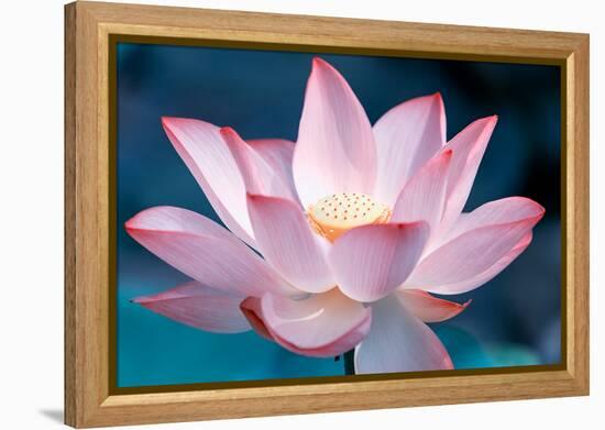 Blooming Lotus Flower-kenny001-Framed Premier Image Canvas