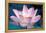 Blooming Lotus Flower-kenny001-Framed Premier Image Canvas