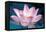 Blooming Lotus Flower-kenny001-Framed Premier Image Canvas