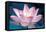 Blooming Lotus Flower-kenny001-Framed Premier Image Canvas