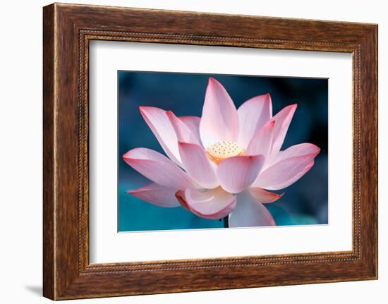 Blooming Lotus Flower-kenny001-Framed Photographic Print