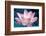 Blooming Lotus Flower-kenny001-Framed Photographic Print