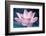 Blooming Lotus Flower-kenny001-Framed Photographic Print