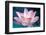 Blooming Lotus Flower-kenny001-Framed Photographic Print