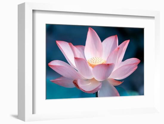 Blooming Lotus Flower-kenny001-Framed Photographic Print