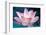 Blooming Lotus Flower-kenny001-Framed Photographic Print