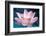 Blooming Lotus Flower-kenny001-Framed Photographic Print