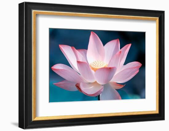 Blooming Lotus Flower-kenny001-Framed Photographic Print