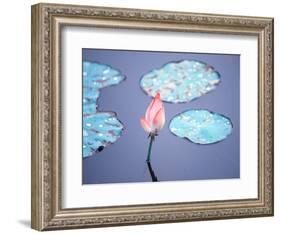 Blooming Lotus Flower-kenny001-Framed Photographic Print