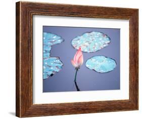 Blooming Lotus Flower-kenny001-Framed Photographic Print