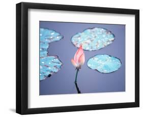 Blooming Lotus Flower-kenny001-Framed Photographic Print