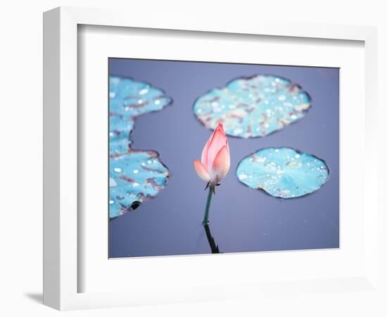 Blooming Lotus Flower-kenny001-Framed Photographic Print