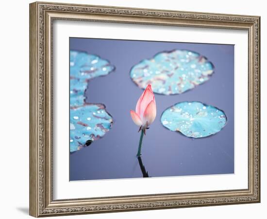 Blooming Lotus Flower-kenny001-Framed Photographic Print