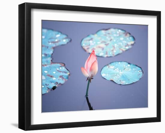 Blooming Lotus Flower-kenny001-Framed Photographic Print