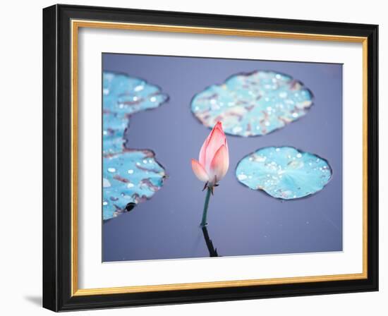 Blooming Lotus Flower-kenny001-Framed Photographic Print