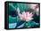 Blooming Lotus Flower-kenny001-Framed Premier Image Canvas