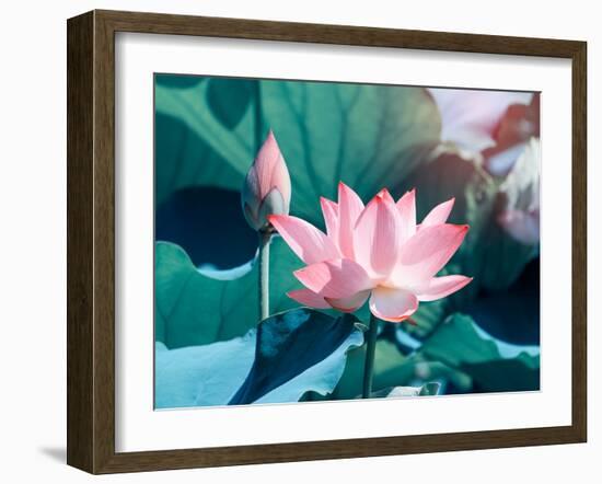 Blooming Lotus Flower-kenny001-Framed Photographic Print