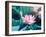 Blooming Lotus Flower-kenny001-Framed Photographic Print