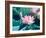 Blooming Lotus Flower-kenny001-Framed Photographic Print