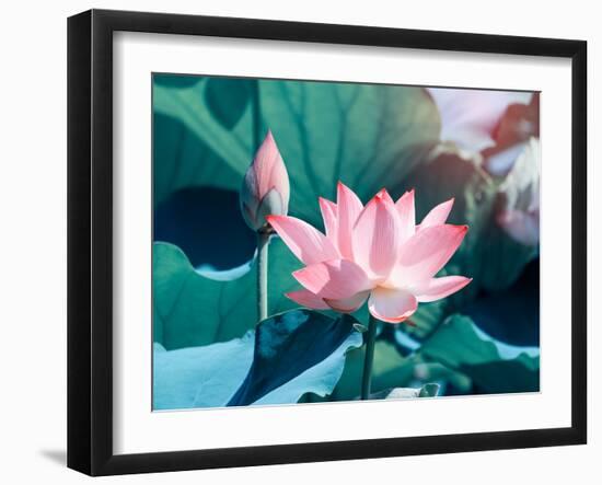 Blooming Lotus Flower-kenny001-Framed Photographic Print