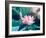 Blooming Lotus Flower-kenny001-Framed Photographic Print