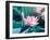 Blooming Lotus Flower-kenny001-Framed Photographic Print