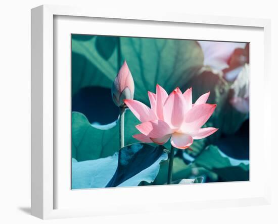 Blooming Lotus Flower-kenny001-Framed Photographic Print