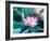 Blooming Lotus Flower-kenny001-Framed Photographic Print