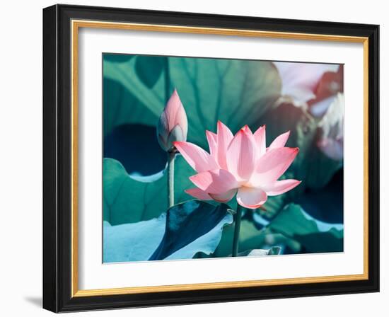 Blooming Lotus Flower-kenny001-Framed Photographic Print