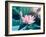 Blooming Lotus Flower-kenny001-Framed Photographic Print