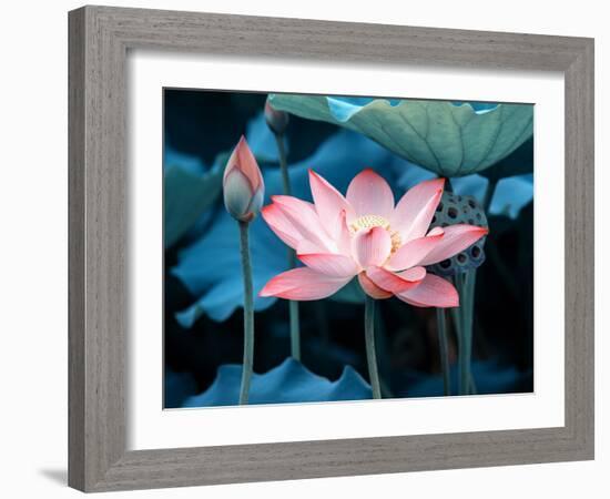 Blooming Lotus Flower-kenny001-Framed Photographic Print