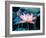 Blooming Lotus Flower-kenny001-Framed Photographic Print