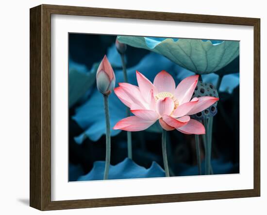 Blooming Lotus Flower-kenny001-Framed Photographic Print