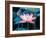 Blooming Lotus Flower-kenny001-Framed Photographic Print