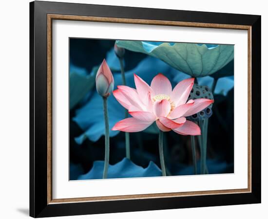 Blooming Lotus Flower-kenny001-Framed Photographic Print