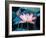 Blooming Lotus Flower-kenny001-Framed Photographic Print