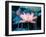 Blooming Lotus Flower-kenny001-Framed Photographic Print