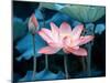 Blooming Lotus Flower-kenny001-Mounted Photographic Print