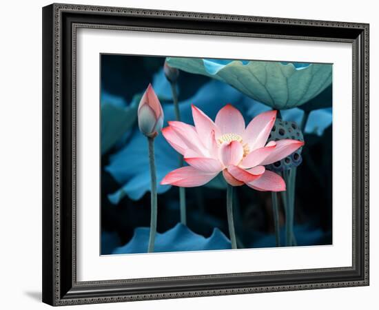 Blooming Lotus Flower-kenny001-Framed Photographic Print