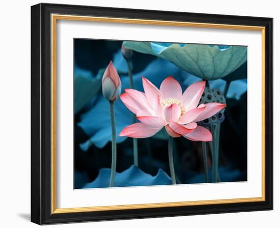 Blooming Lotus Flower-kenny001-Framed Photographic Print